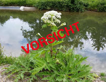 Riesen-B&auml;renklau