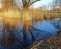 Wasser Graben Schilf