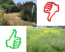 Bl�hwiesen Richtig Falsch